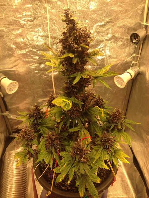 Auto Purple Pyramid seeds