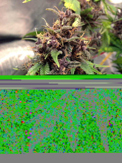 Auto Purple Pyramid seeds