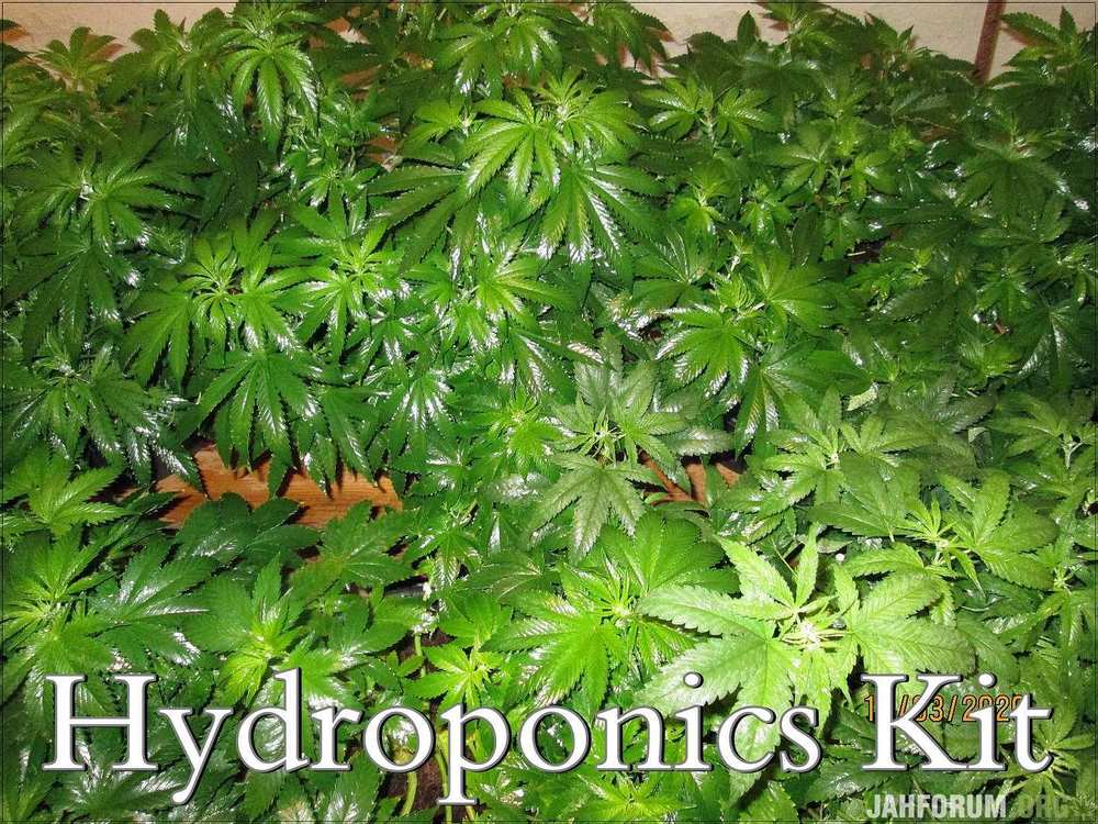 Hydroponics Kit.JPG