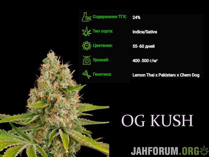 og-kush.jpg.f8da9661815ef1834696ab4890ceb444.jpg