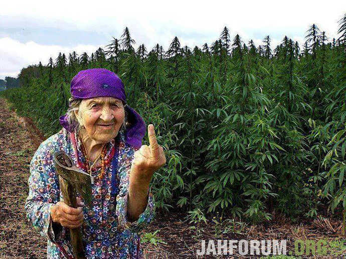 old-lady-finger-weed.jpg.a8534213d88e46b65f318efc5de9de57.jpg