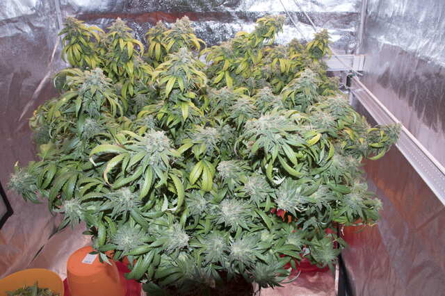 jack herer2