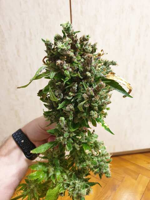 mountain kush by mudro seeds