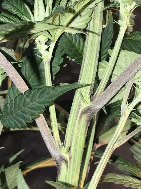 Purple Punch ?