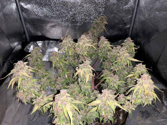 O.G. Kush Jedi Genetics