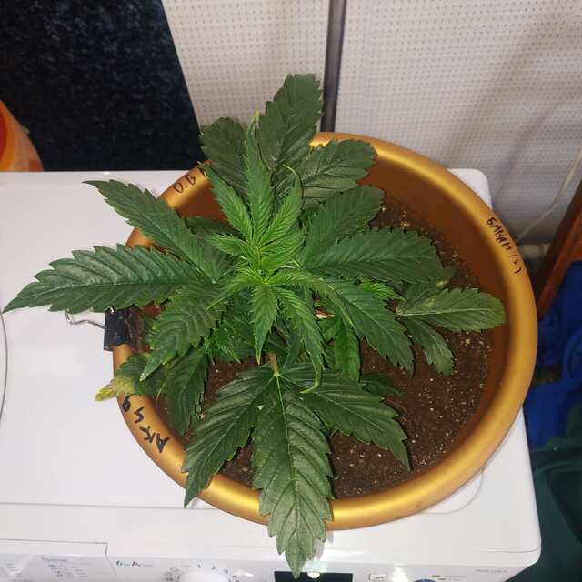 Auto OG Kush. 24 days