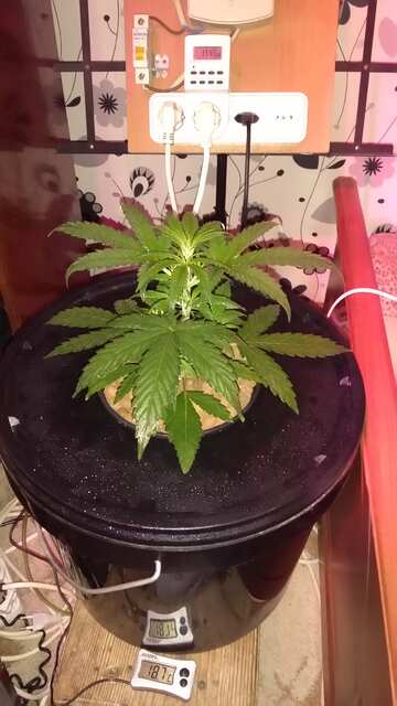 DWC Diplomatic avto fem GreenOm seeds