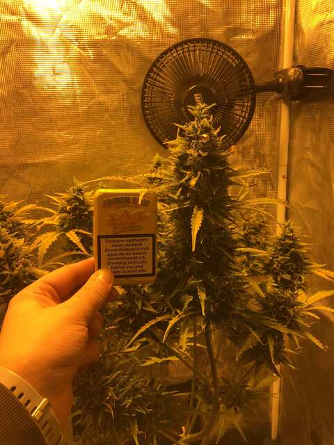 Big Bud XXL