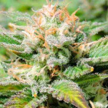 Auto-Jack-Herer-Feminised-errors-seeds1_enl_enl-363x363.jpg