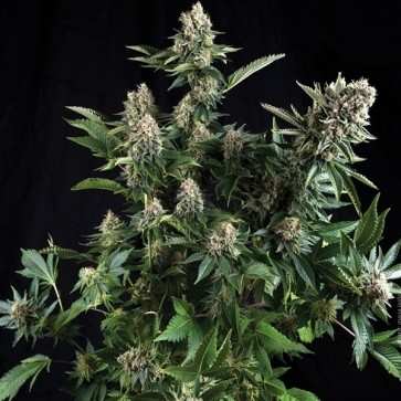 Auto-White-Widow-Feminised_enl-363x363.jpg