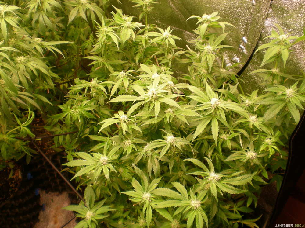 DSCN4102.JPG
