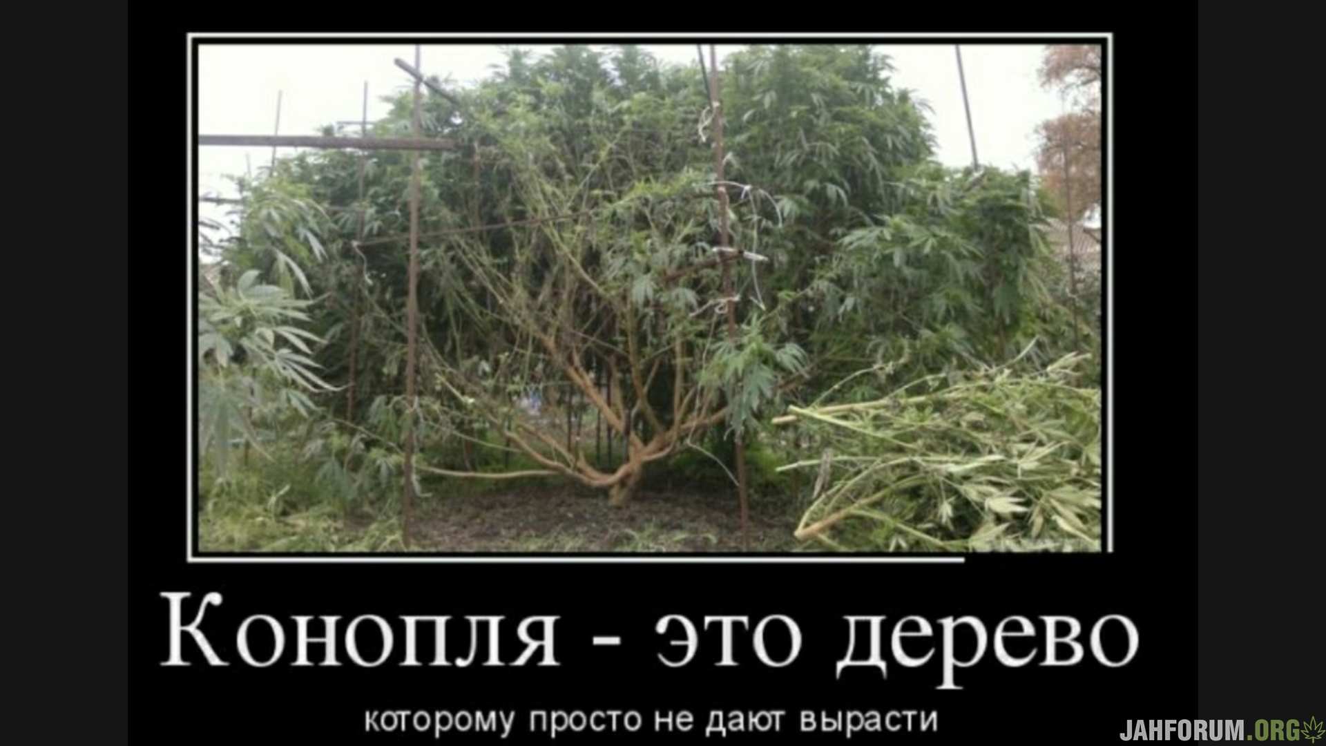 Что выросло то выросло. Конопля приколы. Приколы про траву. Трава демотиватор. Конопля юмор.