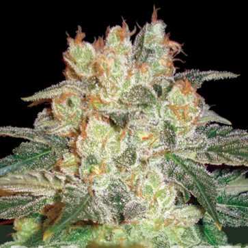 auto-afghan-kush-feminised-silver-363x363.jpg