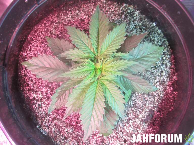 Kukulkan...Pyramid Seeds