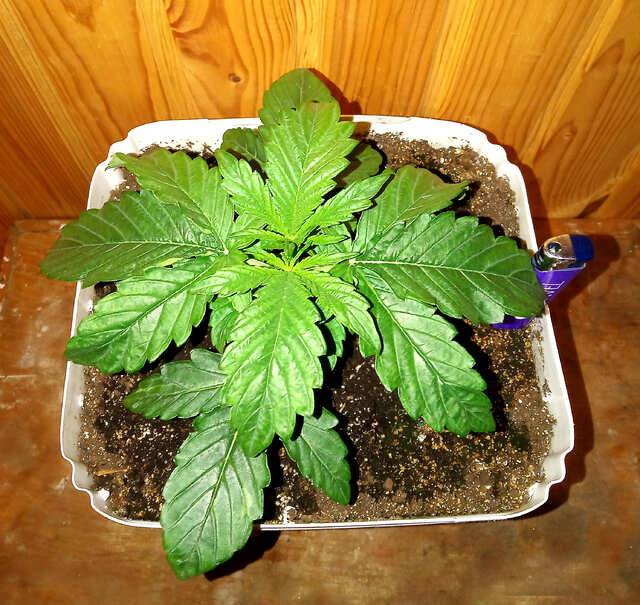 purple widow auto reg 11 от каски