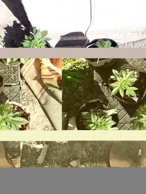 Shiva Skunk(foto-fem) , OG kush(foto-fem) , Gagarin XL(auto-fem) , Black Babuhka(Auto-fem) Днат - 400вт. гроубокс 1х1м .