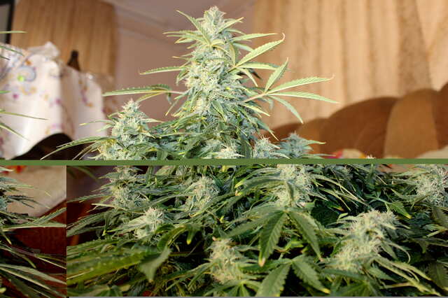 Auto blue cheese от ES