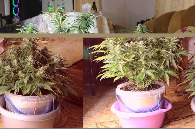 Auto Blue cheese VS Auto Amnesia XXL от ES