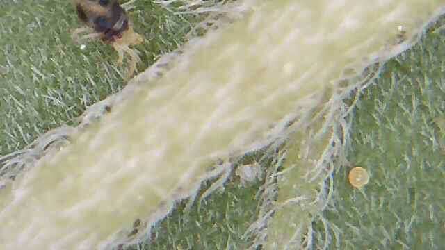 Это твари  ещё те ? spider mites