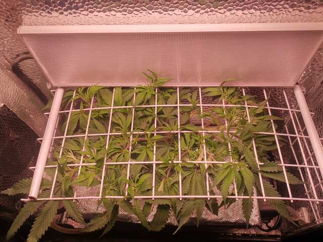 OG KUSH#2 DWC/SCROG IN PC CASE