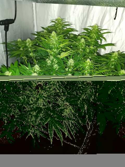 AK kush Day 39 ot vshods