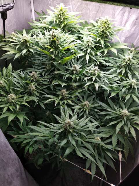 AK kush weeks 6 ot vshoda