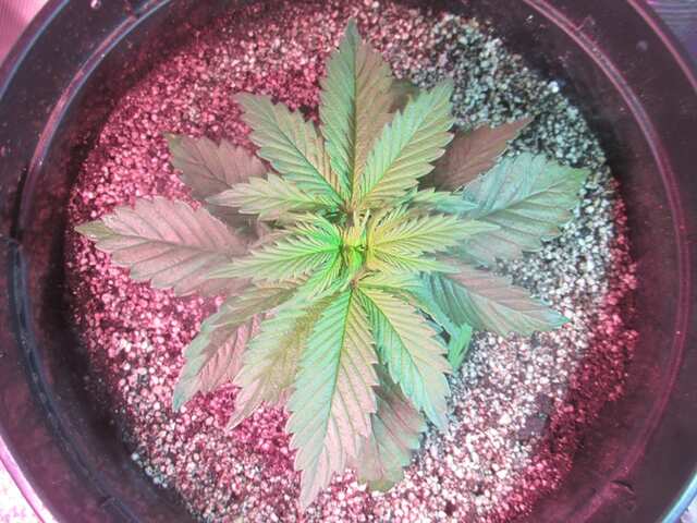 Kukulkan...Pyramid Seeds