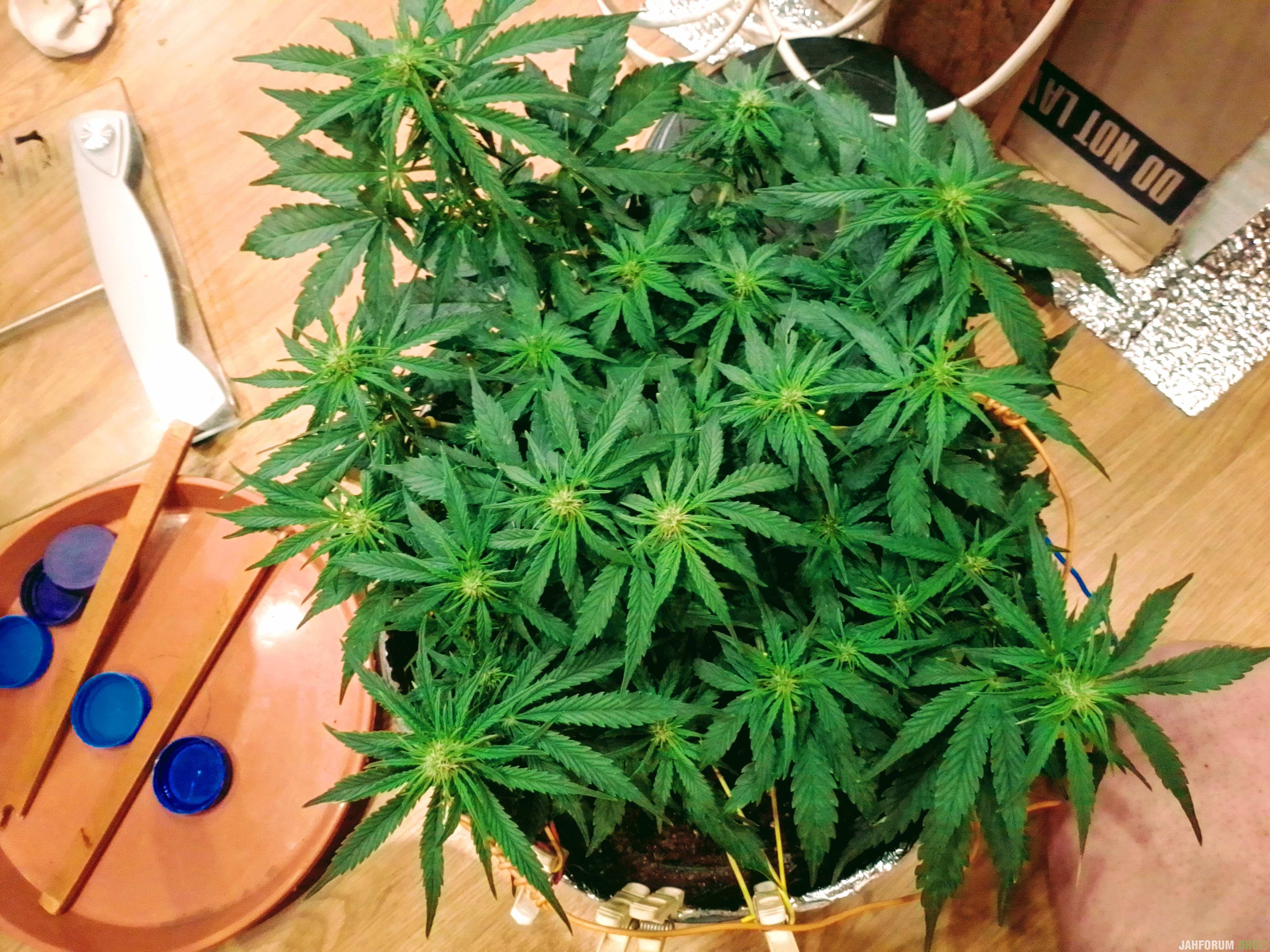 AK Auto от Royal Queen Seeds и свет от Mars Hydro TS-600 - Репорты Новичков  - Jahforum