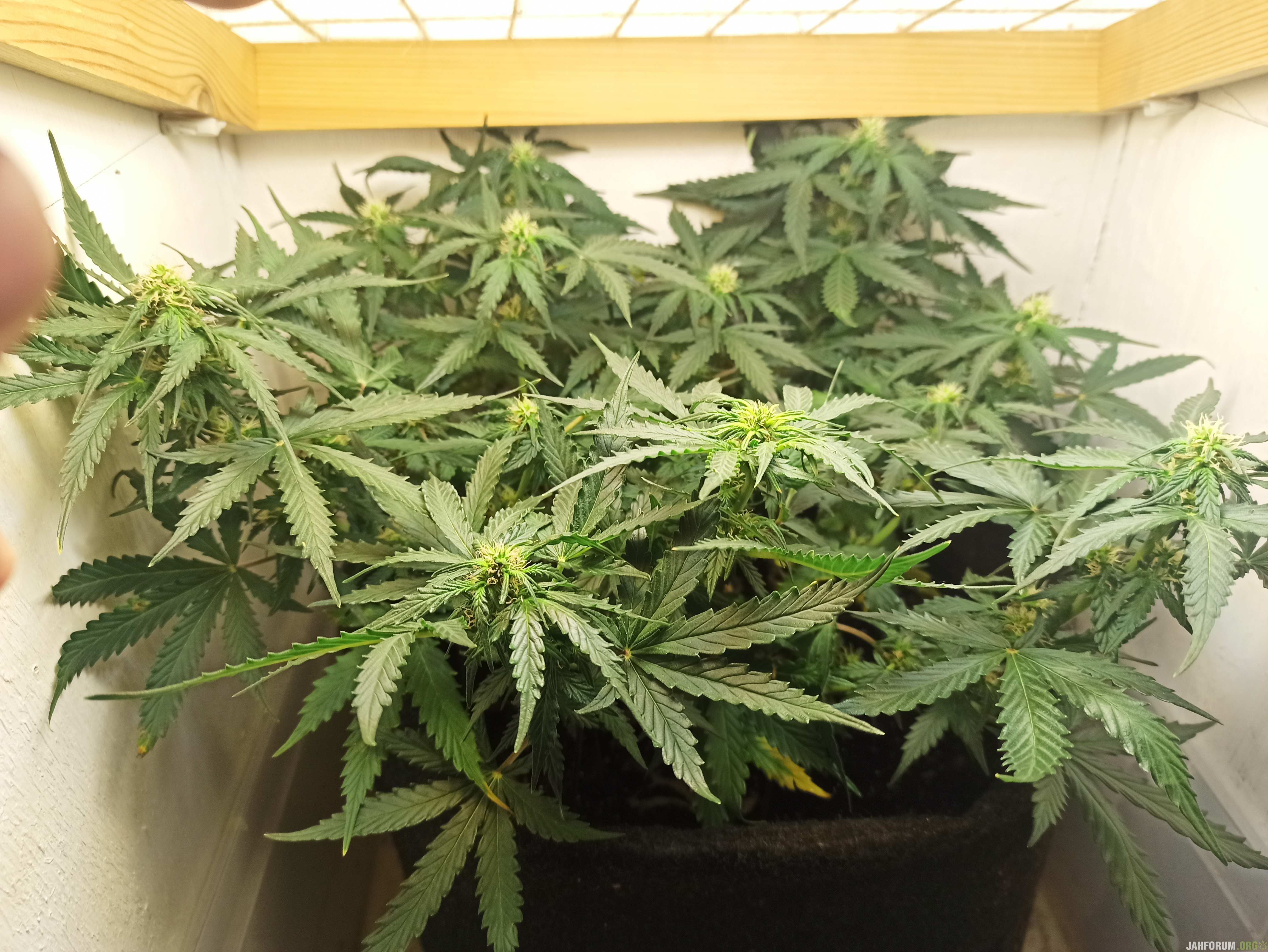 784001816_IMG_20200527_0916031.jpg.f7232