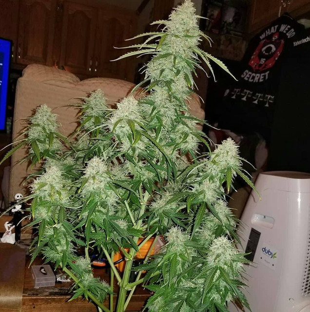 Auto Lemon