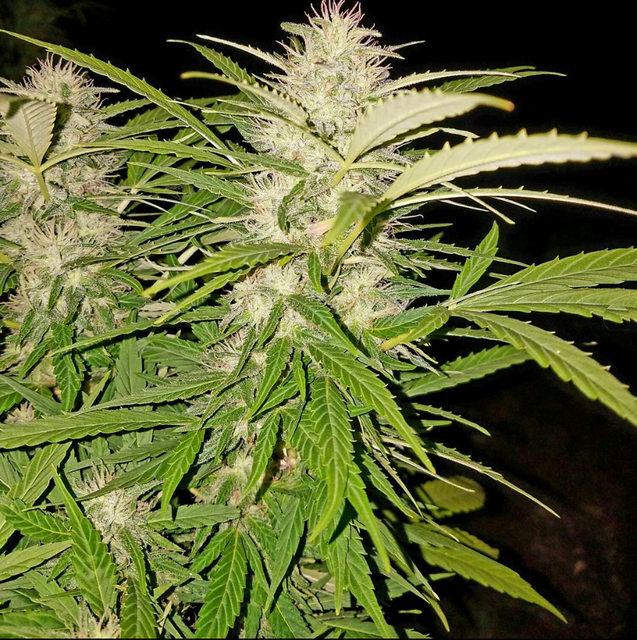 White Widow Fast