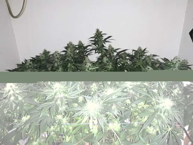 Kendy Kush от Reserva Privada