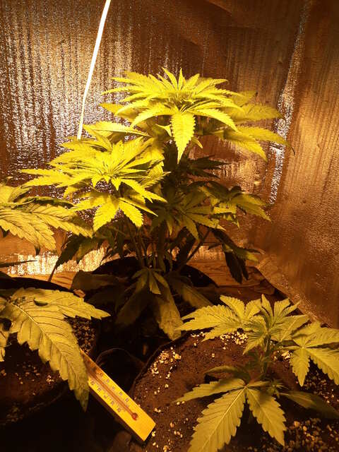 Three Blue Kings от Humboldt Seeds Organization