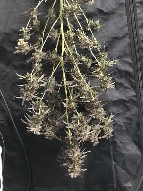 Harvest  ✂️