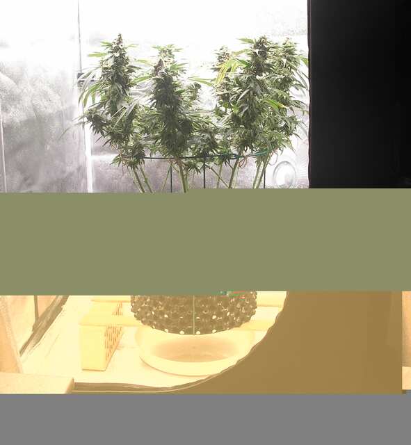 GG_125(F59)