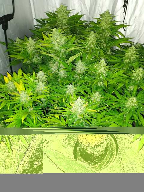 АК kush Day 52 ot vshoda.