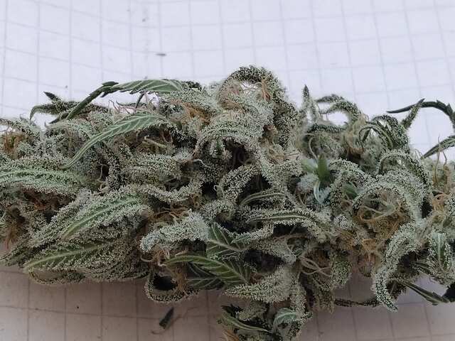 Critical Kush