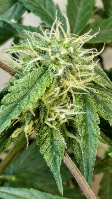 Northern light AutoFem