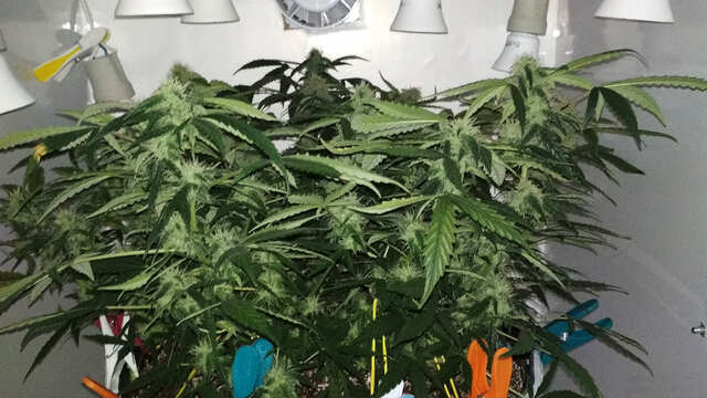 Northern light AutoFem