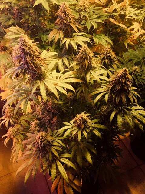 Alaskan Purple