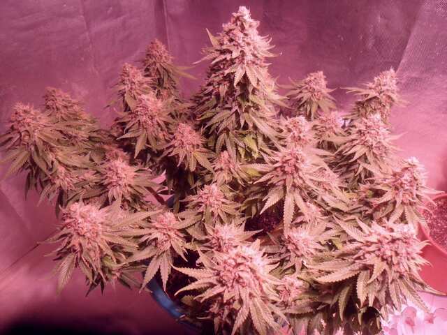Blueberry
