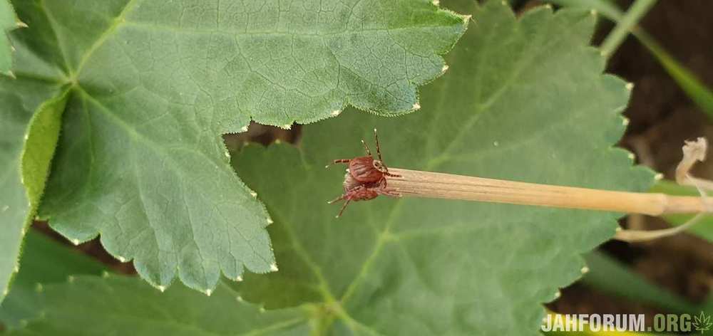 20200514_201718.thumb.jpg.1a83ec292914300d91fdff7ccab92e1a.jpg