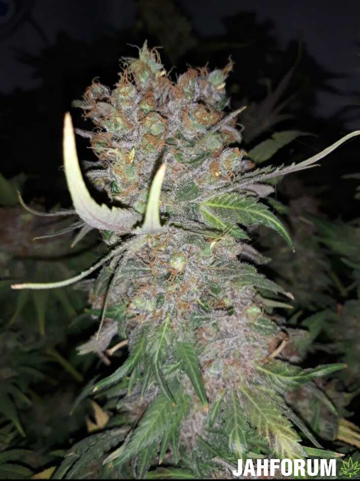 Blueberry OG на переодике