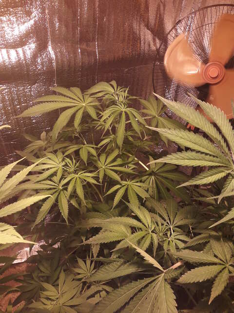 Three Blue Kings 2 от Humboldt Seeds Organization