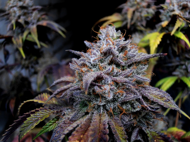 Alaskan Purple