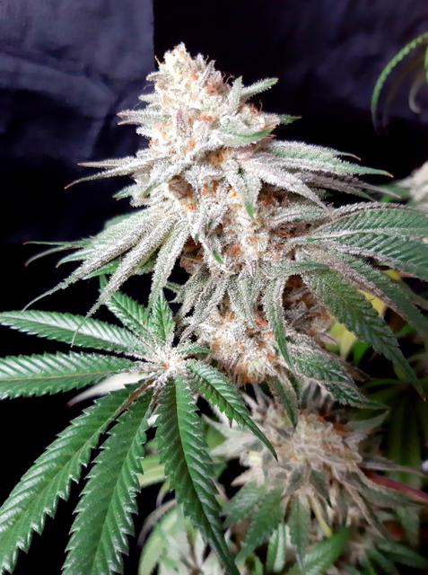 Alaskan Purple