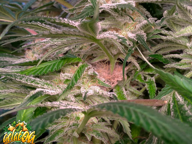 Seedsman