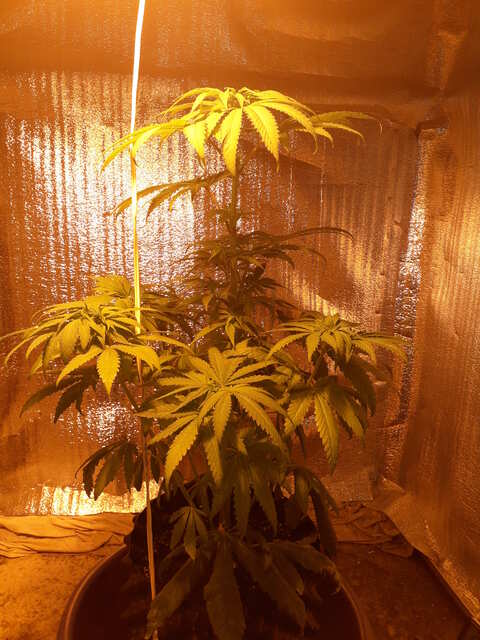 Three Blue Kings от Humboldt Seeds Organization