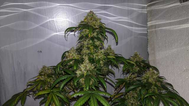 WHITE WIDOW от Seedsman