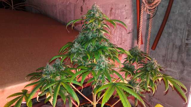 White Widow